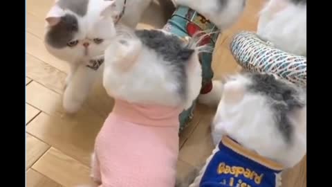 Cat Fighting with cat video