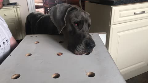 Great Dane Plays Whack-a-Mole
