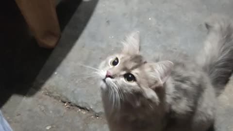 cutest cat ever