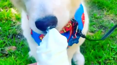 Funny and Cute Labrador Golden Retrievers Dog Compilation