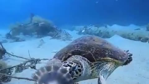 A sea turtle eating a jellyfish