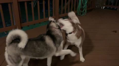 Indy and Kendall Wrestling Session