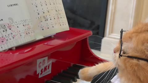 This should be the first cat on the Internet that can play the piano, right