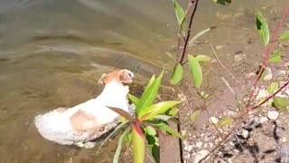 Cute pup keeps dipping her nose in water to cool off