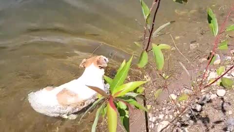 Cute pup keeps dipping her nose in water to cool off