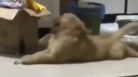 Cute dog dancing cute and funny