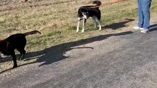 #32 Female black lab #43 Male husky mix #22 female tan pittie March2022