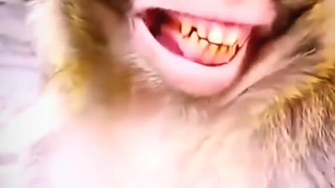 monkey funny haha || Monkey Funny Video #shorts #trending #tiktok #bmanimallovers 😂💩