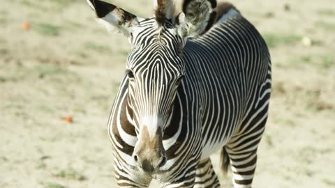 New Grevy's Zebra Foals