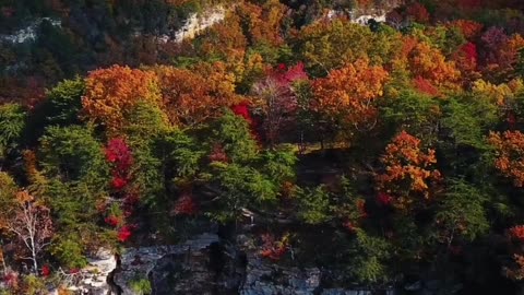 Bright Autumn Colors#shorts