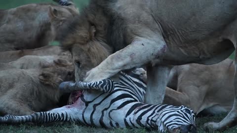 Lion killed in Kenya's Masai Mara National Reserve