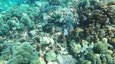 theSargentmajorfishorMamo#fish#oceanlover#underwater#reef