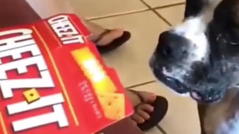 Dog Getting His Head Stuck In a Box