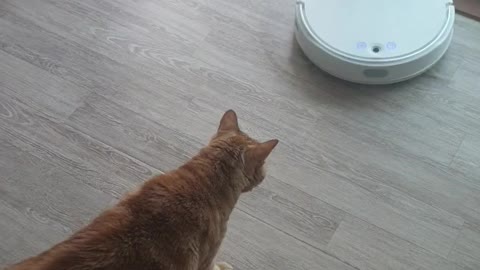 A cat that fights with a robot vacuum cleaner.