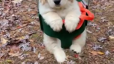 Funniest & Cutest Golden Retriever Puppies