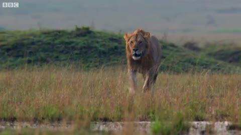 Hyena pack attacks lion