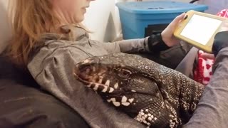 Winston the Tegu Wants Attention