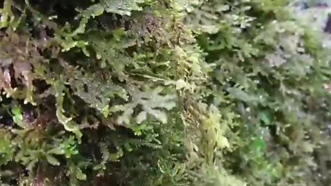 The bryophytes trychopeplus