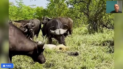 6 Incredible Moments Lion Was Killed by Other Animals.