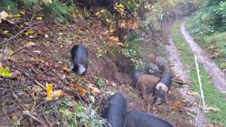 Piglets Wrestling at Fence Line