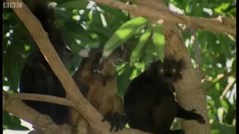 Black Lemur on Drugs? | Cousins | BBC Earth