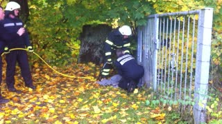 Deer Rescued by German Fire Brigade