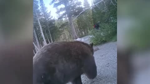 12 Bear Encounters That Went Horribly Wrong