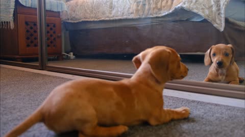 Adorable dog barks at reflection :D