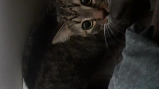 Cat videoo