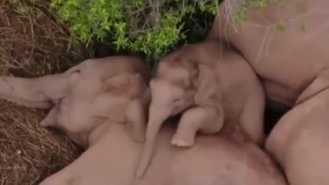 They are sleeping inside each other🐘