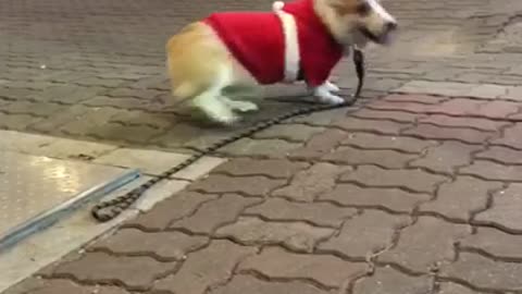 A puppy dressed as santa