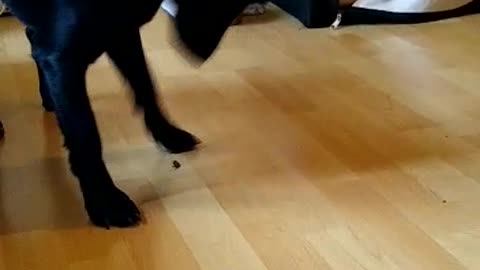 Dog plays with stink bug