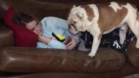 Jealous bulldog distracts owner from looking at phone