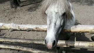 Very beautiful ponies enjoy with us.