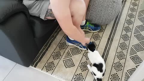 Kitten Plays Interference with Shoe Tying