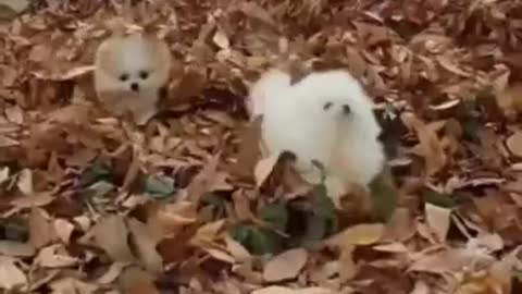 This is the cutest haircute for these pomeranian puppies they look like an icecream walking look how satisfying these little babies are !