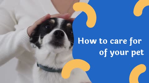 Essential tips to have and take good care of a dog