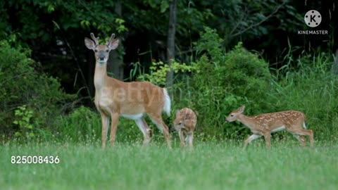 Wild animals finds its own food, and they have much power.