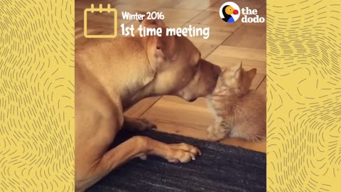 Watch This Kitten Grow Up with a Pit Bull | The Dodo Odd Couples