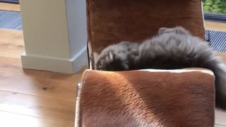 Gray cats play fighting and and chasing one another