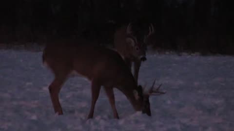 Evening Feeding In The Food Plot