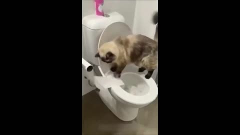 Funny animals - Funny cats dogs