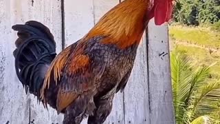 The rooster crows bravely