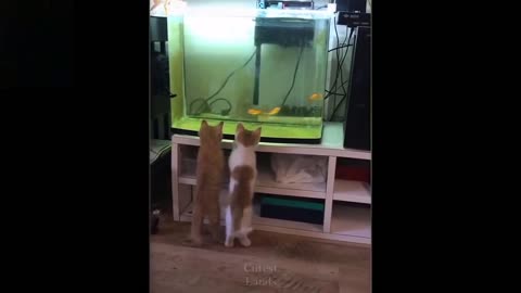 Cats looking at fishes