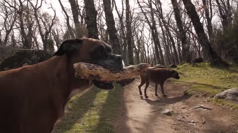 Boxer Dog Training Techniques