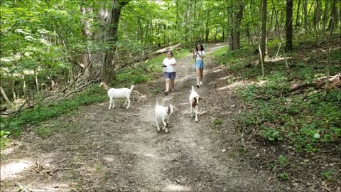 Walking With The Goats At "Hoof It" In Galena Illinois