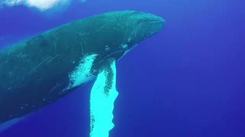 A huge humpback whale produces incredible pirouettes in the air!