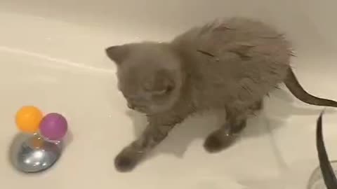 When you have cats that aren't afraid of water