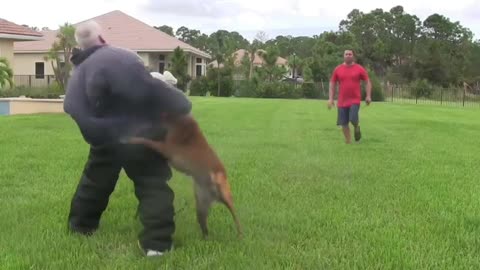 How To Make Dogs Become Aggressive With Few Simple Tricks