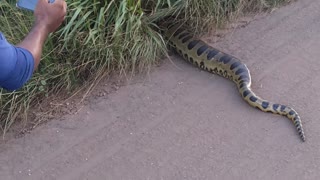 Giant Anaconda Causes a Scene